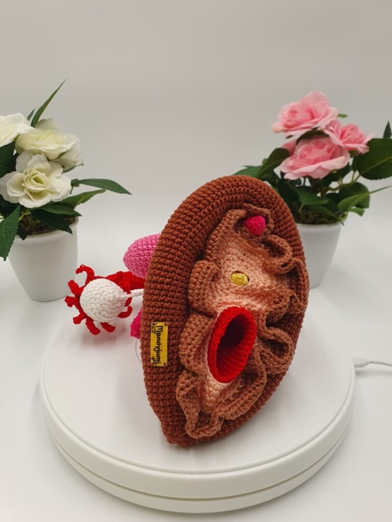 Modelo Anatómico del Sistema Reproductor Femenino con Órganos Desmontables